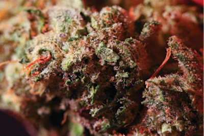 Nug 04 Fmt