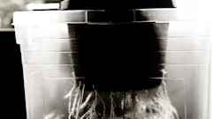 Thinkstock Photos 155920393 Cannabis Hydroponics Fmt