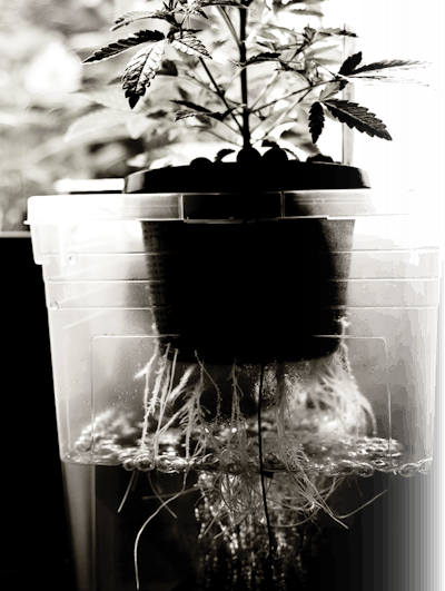 Thinkstock Photos 155920393 Cannabis Hydroponics Fmt