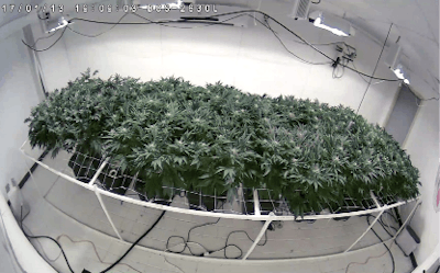 Alef Grow Ryan Moloney3 Fmt