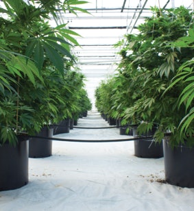 Greenhouse Strawberryfields Fmt