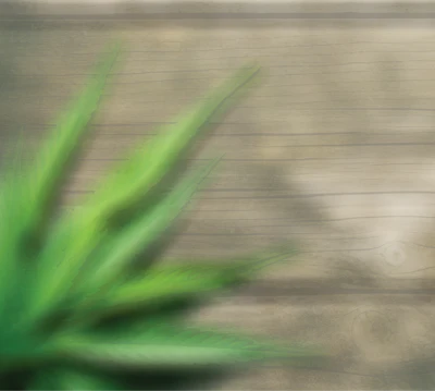 Guest Column Background Fmt