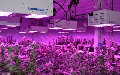 Lumigrow Mc Greevy 02 Pro 650 102014 Fmt