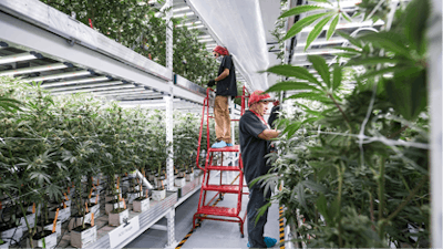 Sun Valley Cultivation Workers2 Fmt