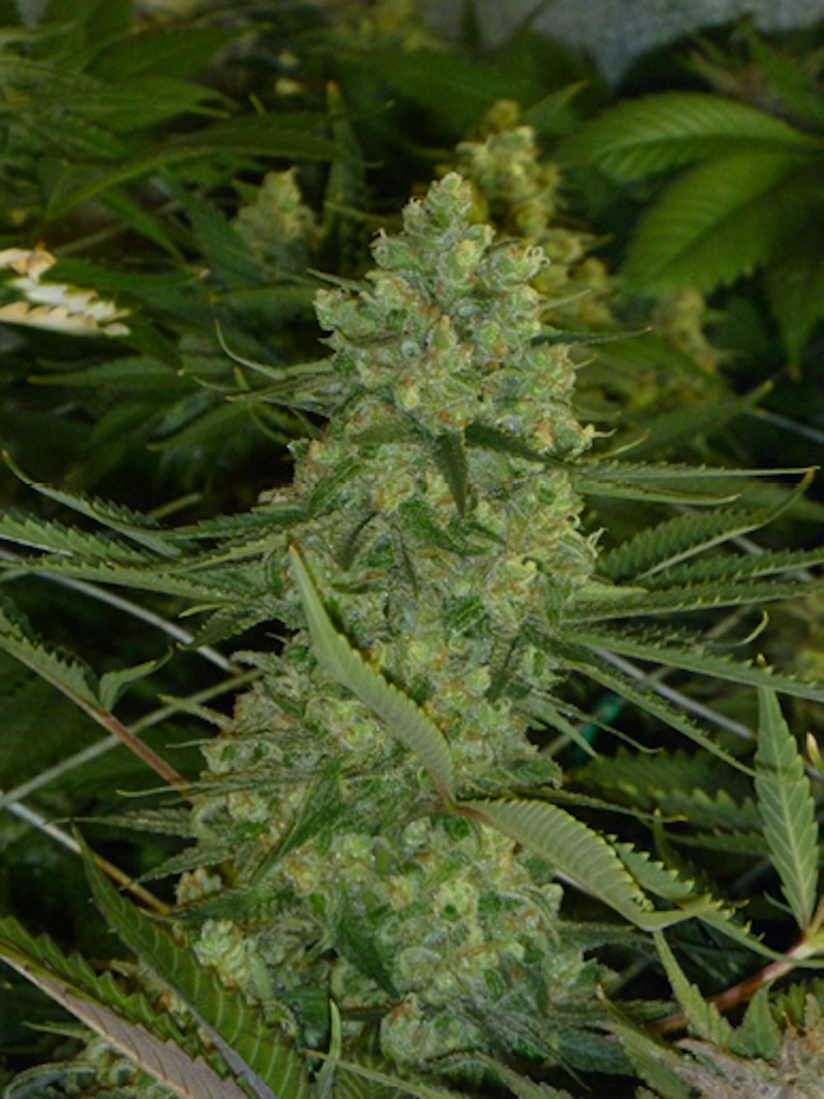 www.cannabisbusinesstimes.com