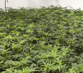 Budsand Roses Img 1015 Fmt