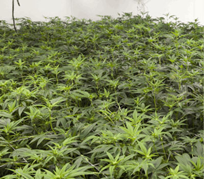 Budsand Roses Img 1015 Fmt