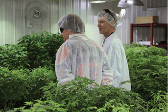 Cam Battley In Aurora Cannabis Mother Room Fmt