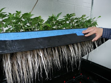 Clone Tray Colorado Harvestcompany Fmt