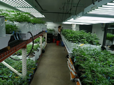 Co Harvest Co Young Organically Treated Garden Stage 1 Fmt