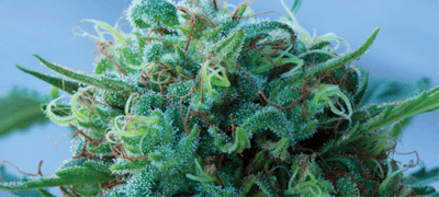 Img 5530 Blue Dream (002) Fmt