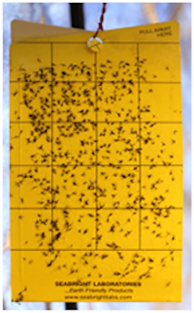 Img 6531 Stickycard By Mel Frank Fmt