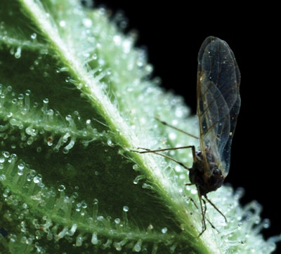 Img 8963 Gnat By Mel Frank Fmt