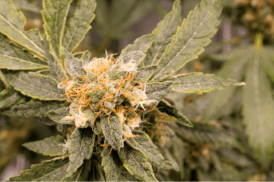 Sour Tangie Img 7676 Solstice Fmt