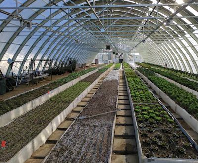 Archsolar Pv Greenhouse Facility Doing Trials On Various Levels Of Pv Shading And Root Zone Heating Tests 3 Fmt