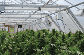 Rimol Greenhouse Systems Cannabis Fmt