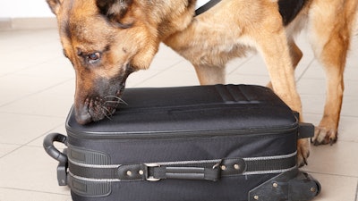 Web Story Main Image Drug Dog Tsa