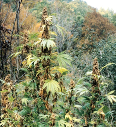 Botrytis New York 1982 Fmt