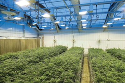 Pharma Cannis 13 Fmt