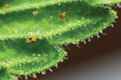 Two Spotted Mites Aren'tmuch Larger Than Resin Glands Img 8360 1 Fmt 1 Fmt