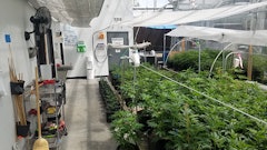 Euflora1