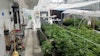 Euflora1