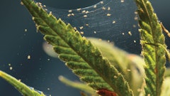 How To Main Fmt Gauntlet