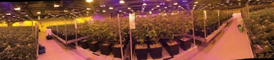 Sugarleaf Cannabis Grow Fmt
