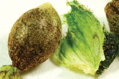 8 Pakistani Seed Showing Perianth And Bract Tissue With Resin Glands Fmt Fmt1