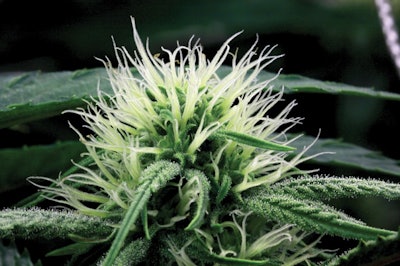 9 Stigmas On Young Heliojack Bud Img 1528x Fmt