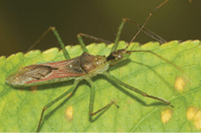 Assassin Bug Zelus Renardii Fmt