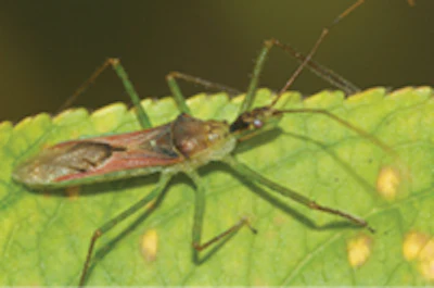 Assassin Bug Zelus Renardii Fmt