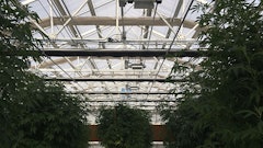 Cannabis Web Photo