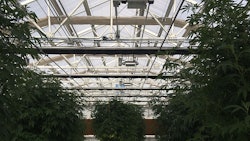 Cannabis Web Photo
