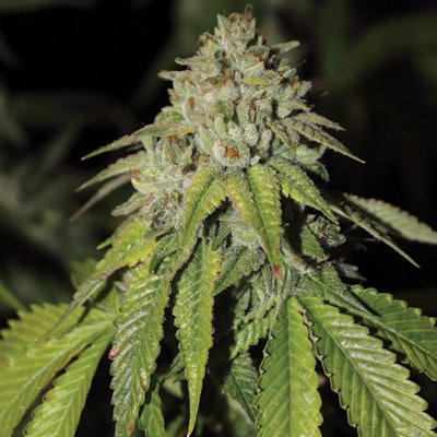 Herbal Cure Rocket Fuelstrain Fmt