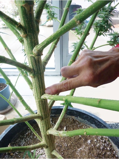 Hort How To Aug E Fmt