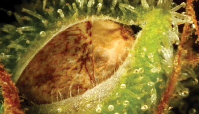 Nomenclature Main Fmt