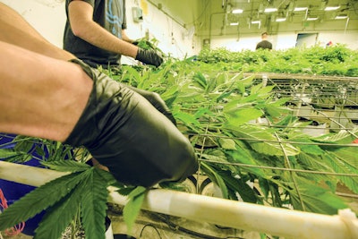 Colorado Harvest Company Cannabis Grow Fmt