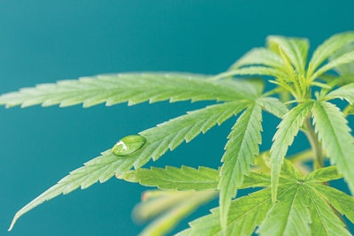 Dreamstime Xxl 53644832 Fmt