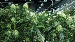 Shaping Green Dragon