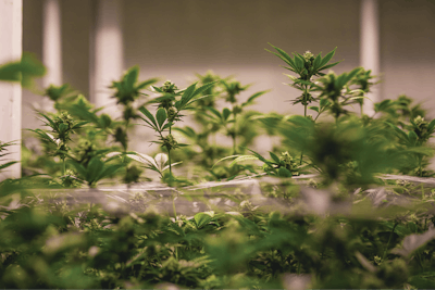 Cbt Leagle Finals 7 Fmt