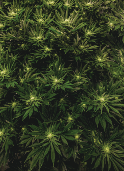 Cbt L Eagle Finals 8 Fmt