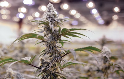 Grow Room1 Fmt