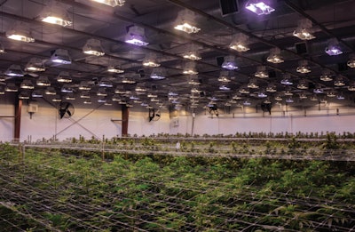 Grow Room4 Fmt
