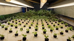 Infinity Microgreens Resized