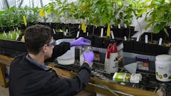 Matt Greenhouse Aza Sol 1