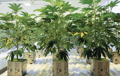 Ready To Plant2 Fmt