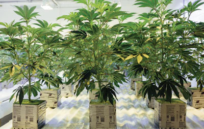 Ready To Plant2 Fmt