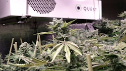 Bud Rot Sidney Maine Grow Op Web