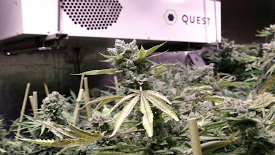 Bud Rot Sidney Maine Grow Op Web